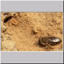 Colletes cunicularius - Seidenbiene 09.jpg